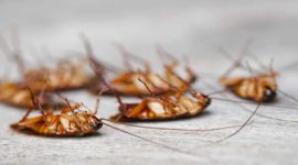 Dead-Cockroaches-Nest-cockroa-234784702