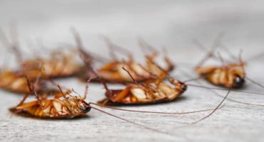 Dead-Cockroaches-Nest-cockroa-234784702