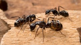 Ant Control in Athens, GA
