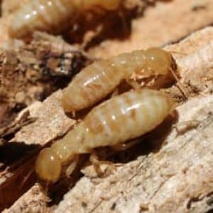 Termite Control 2